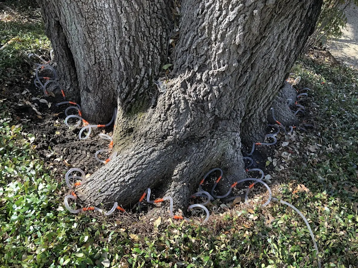 Detailed Tree Cabling and Bracing job site in Albany